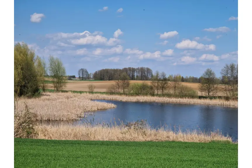 włocławski, Boniewo, Łąki Markowe, Staw - działka rolna 5,24 ha z pięknym stawem